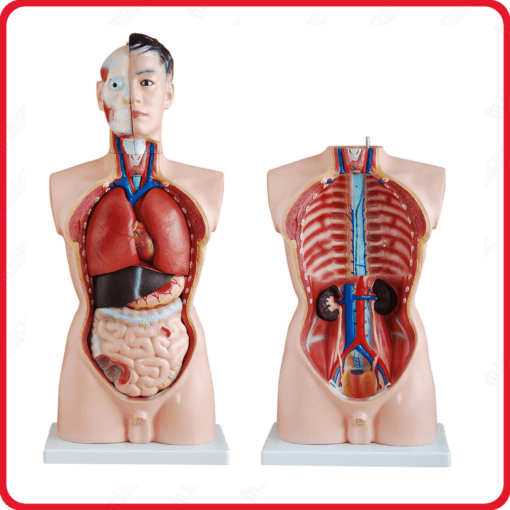 modele anatomique et corps squelette humain 3d